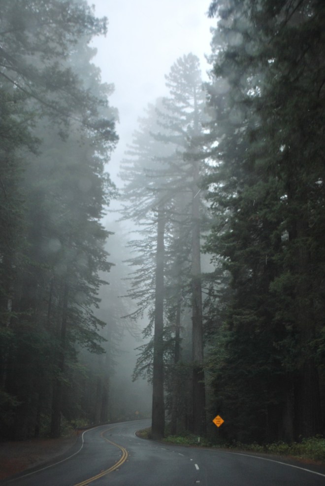 Redwoods in Northern California Image