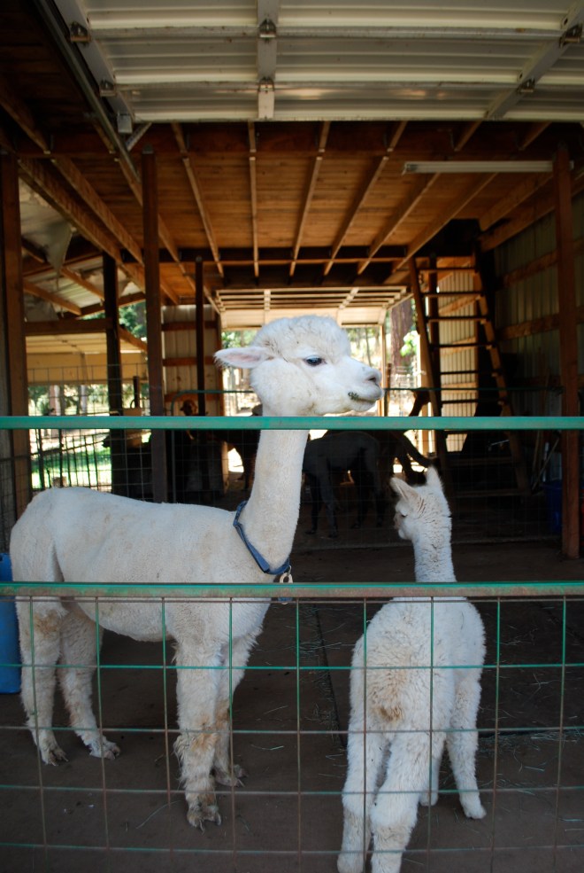 Alpaca Farm Image