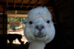 Alpaca Staring Contest
