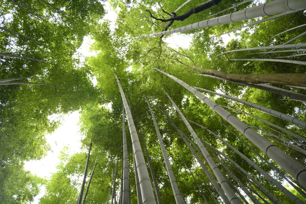 Bamboo forest roof in Arashiyama
