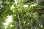 Looking up in Arashiyama